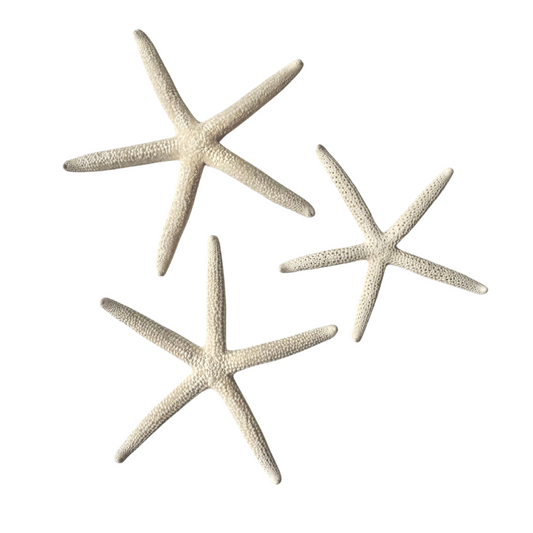 Estrellas de mar naturales